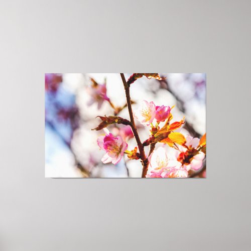 The Art Of Cherry Blossoming On A Sunny Day Canvas Print