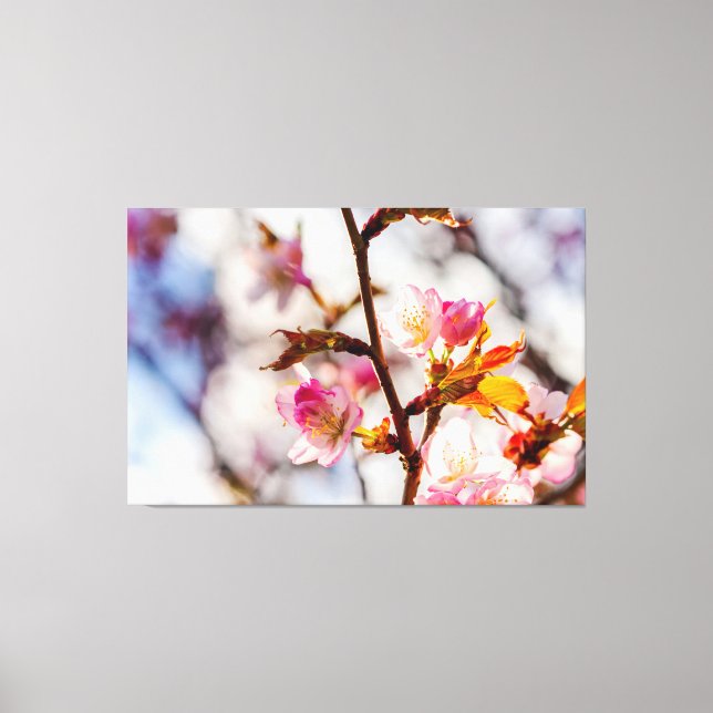 The Art Of Cherry Blossoming On A Sunny Day Canvas Print (Front)