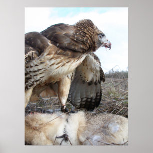 The Art of Falconry: Red Tailed Hawk/Jack Rabbit Poster