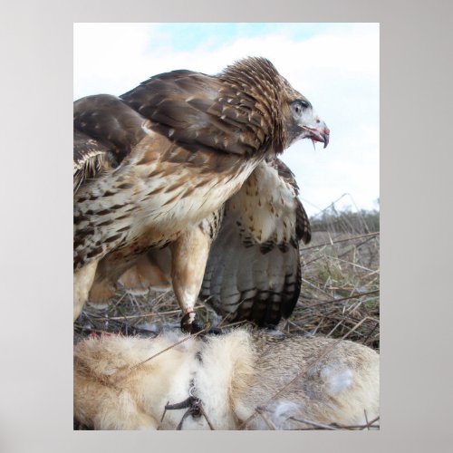 The Art of Falconry Red Tailed HawkJack Rabbit Poster