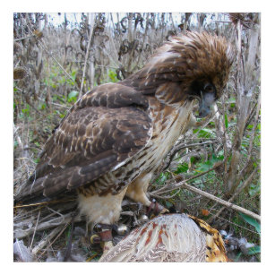 The Art of Falconry: Red Tailed Hawk on Pheasant 2