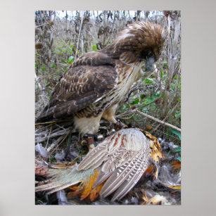 The art of Falconry: Red Tailed Hawk on Pheasant 2 Poster