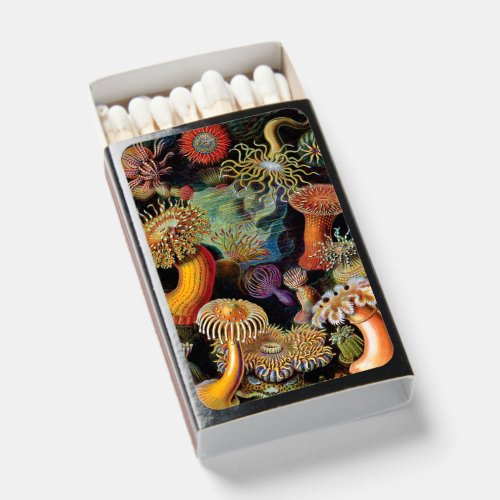 The Art of Nature by Ernst Haeckel  Matchboxes
