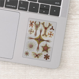 The Art of Nature Vintage Ernst Haeckel Discoidea Sticker