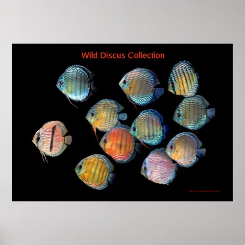 The Art of Wild Discus fish Poster