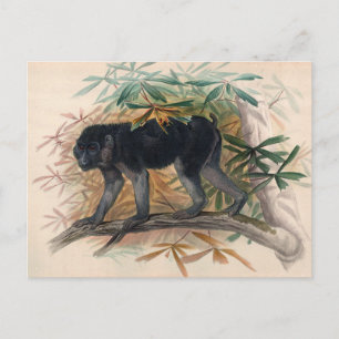 The Ashy-Black Ape by Joseph Wolf Postcard