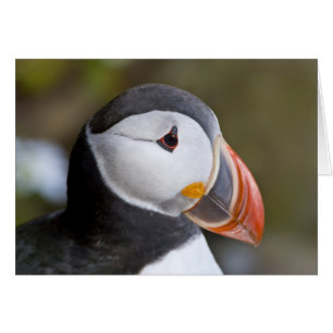 The Atlantic Puffin, a pelagic seabird