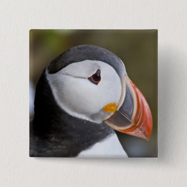 The Atlantic Puffin, a pelagic seabird Button (Front)