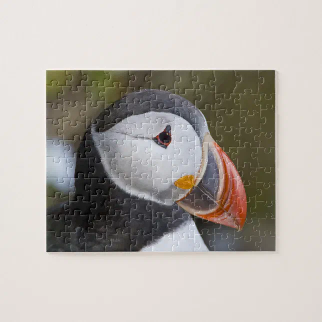 The Atlantic Puffin, a pelagic seabird Jigsaw Puzzle | Zazzle