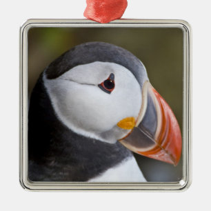 The Atlantic Puffin, a pelagic seabird Metal Ornament