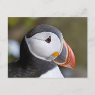 The Atlantic Puffin, a pelagic seabird Postcard