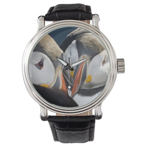 The Atlantic Puffin a pelagic seabird shown 3 Watch