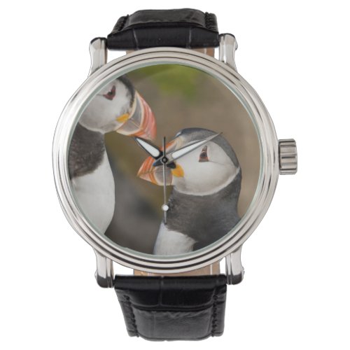 The Atlantic Puffin a pelagic seabird shown Watch