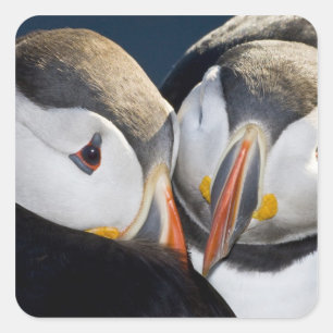The Atlantic Puffin, a pelagic seabird Square Sticker