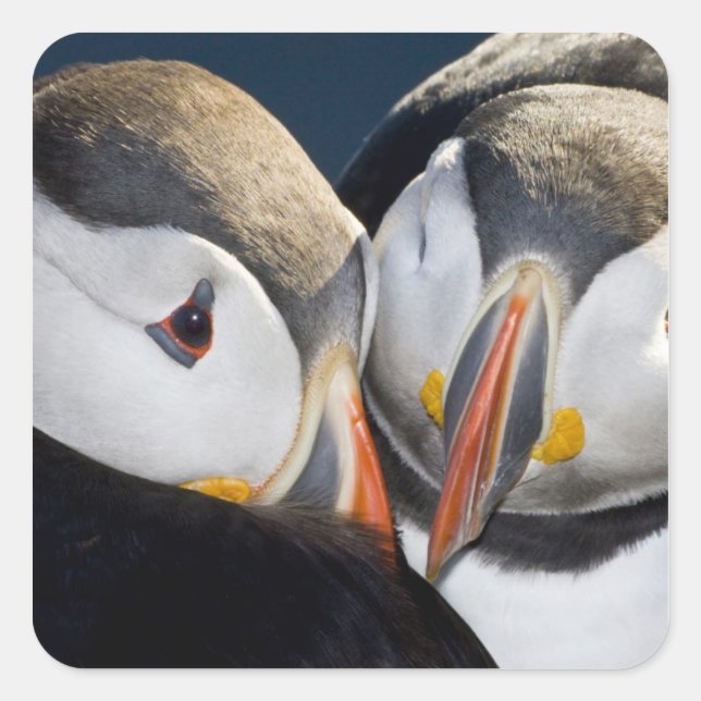 The Atlantic Puffin, a pelagic seabird Square Sticker (Front)