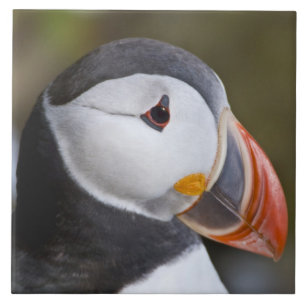 The Atlantic Puffin, a pelagic seabird Tile