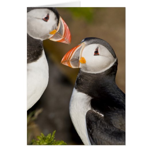 The Atlantic Puffin Cards (Front)