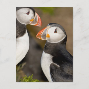 The Atlantic Puffin Postcard
