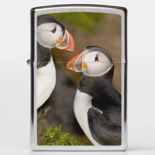 The Atlantic Puffin Zippo Lighter