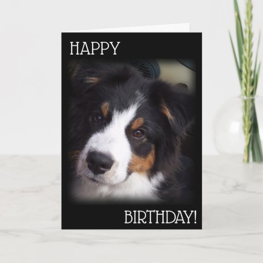 The Aussie Dog Birthday Card A1 | Zazzle.com