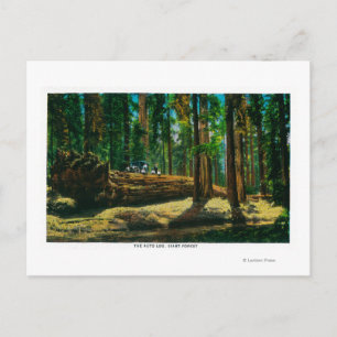 The Auto Log in Giant Forest, Redwoods Postcard