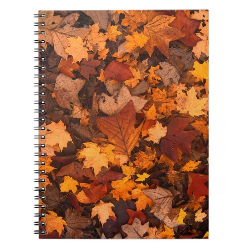 the autumn notebook