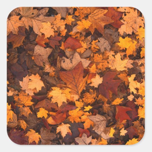 the autumn square sticker