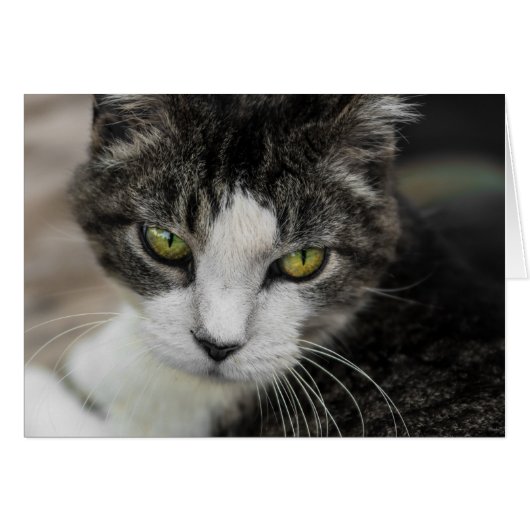 The Baby Look (Front Horizontal)