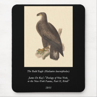 The Bald Eagle (Haliaetos leucocephalus) Mouse Pad