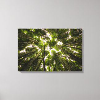 The Bamboo Forest Canvas Print