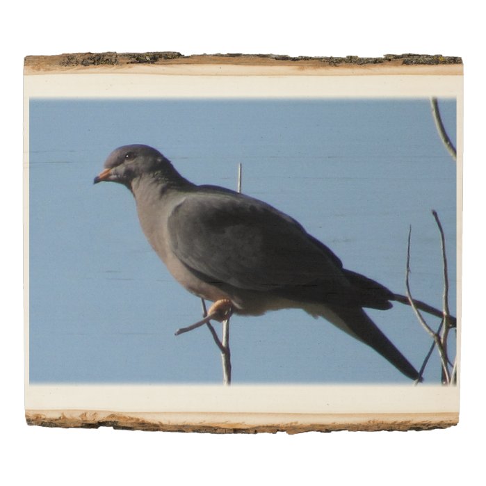 The Band-Tail Pigeon Wood Panel