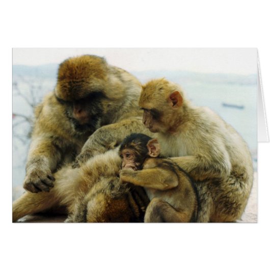 The Barbary Apes Cards (Front Horizontal)