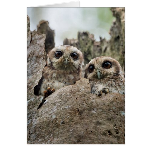 The Bare_legged Owl Or Cuban Screech Owl