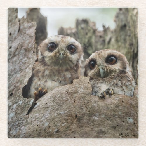 The Bare_legged Owl Or Cuban Screech Owl Glass Coaster