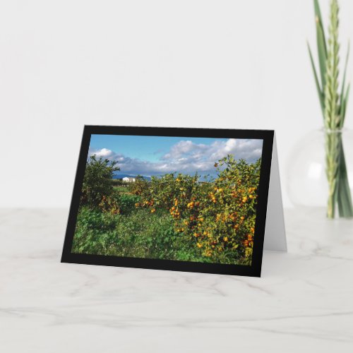 The Barn House through the Orange Grove Card