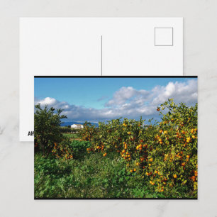 The Barn House through the Orange Grove Postcard