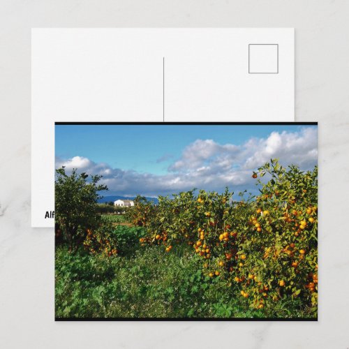 The Barn House through the Orange Grove Postcard