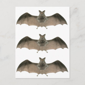 the bat postcard