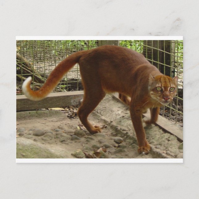 The Bay Cat (Pardofelis badia) Postcard (Front)