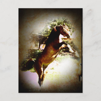The Bay Colt Postcard
