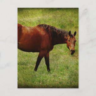 The Bay Horse Postcard