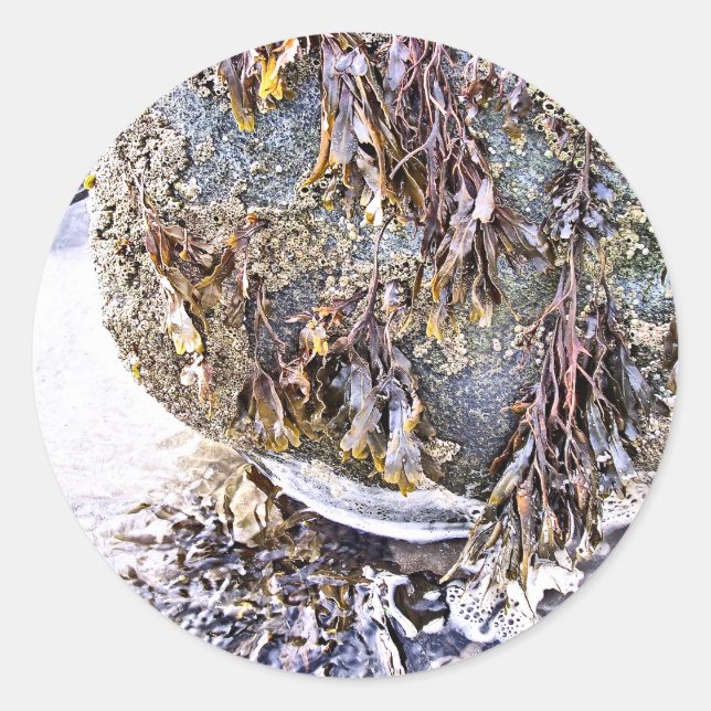 THE BEACH CLASSIC ROUND STICKER (Front)