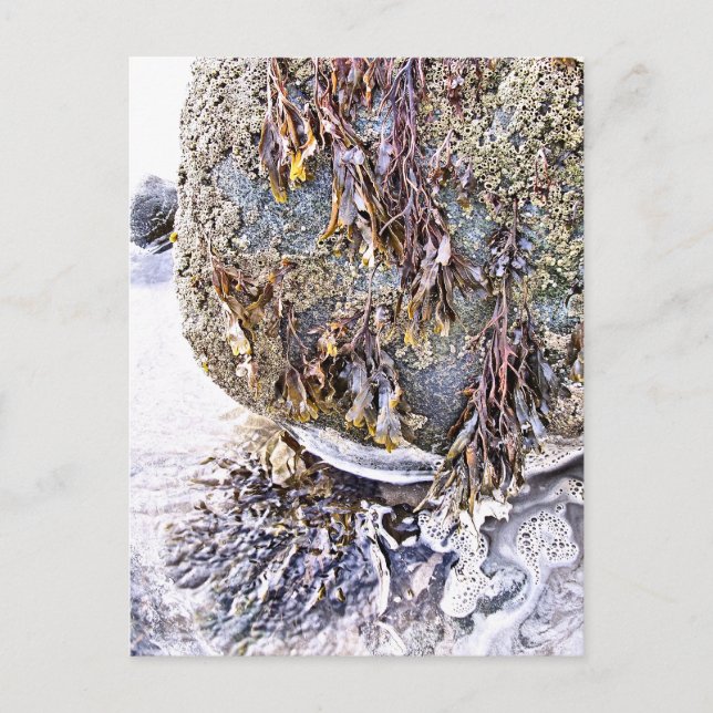 THE BEACH POSTCARD (Front)