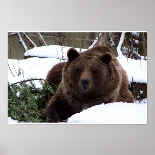 the Bears of Bern Poster (Front)