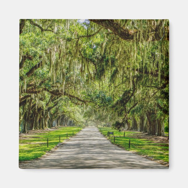 The Beautiful Avenue Of Oaks Magnet (Front)