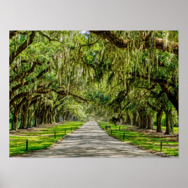 The Beautiful Avenue Of Oaks Poster (Front)
