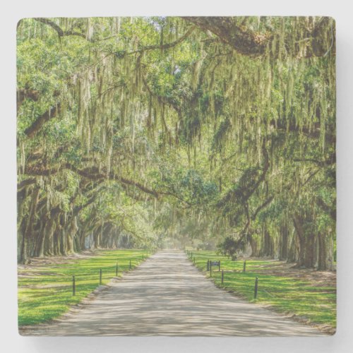 The Beautiful Avenue Of Oaks Stone Coaster