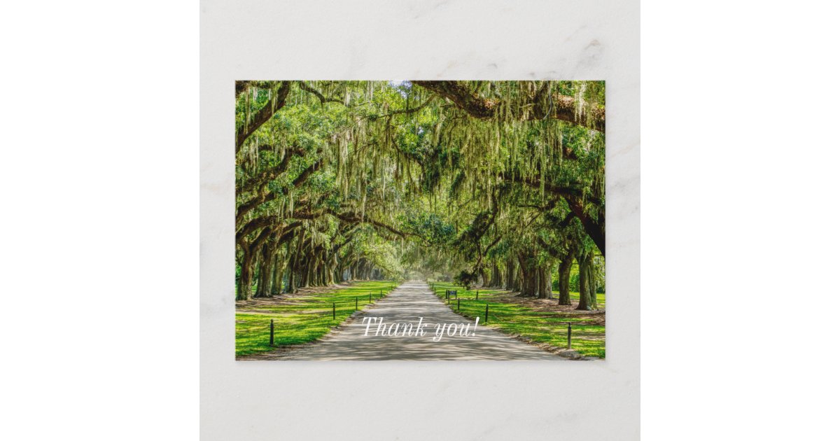 The Beautiful Avenue Of Oaks Thank You Postcard | Zazzle