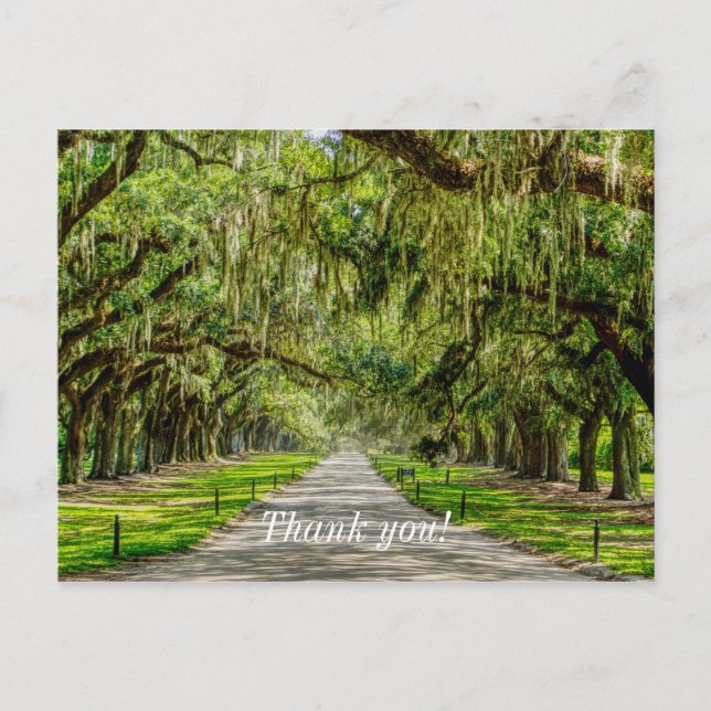 The Beautiful Avenue Of Oaks Thank You Postcard (Front)