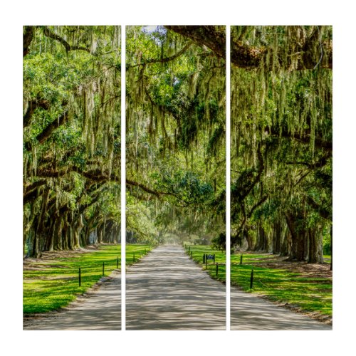 The Beautiful Avenue Of Oaks Triptych